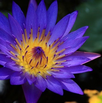 what is blue lotus