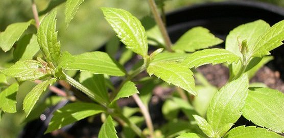 Calea Zacatechichi Review for Lucid Dreams