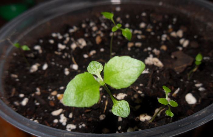 Calea Zacatechichi Seedlings