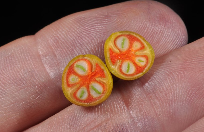 Celastrus Paniculatus, Intellect Tree or Elixir of Life