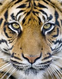 How To Visualize in The Mind's Eye