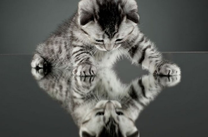 A Kitten Blatantly Misusing a Mirror Portal A Kitten Blatantly Misusing a Mirror Portal
