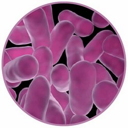 Rod-Shaped Lactobacillus