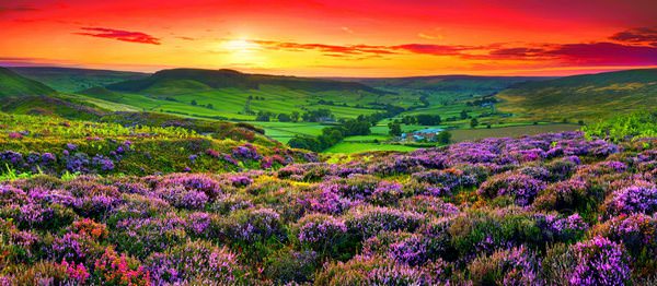 Lucid Dream Meadow at Sunset