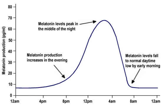Melatonin Circadian Rhythm