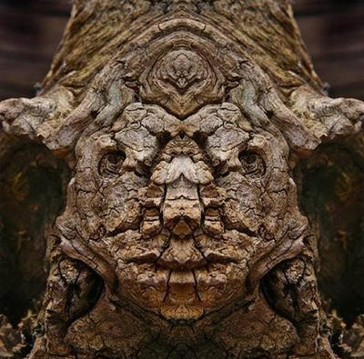 Pareidolia in a Tree