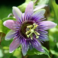Passion Flower