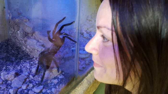 Phobias and Lucid Dreaming