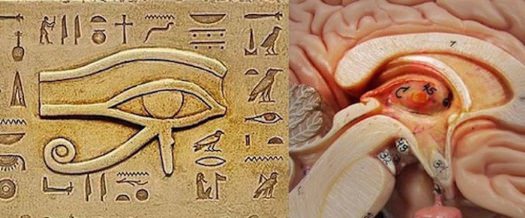 example of DMT in the brain