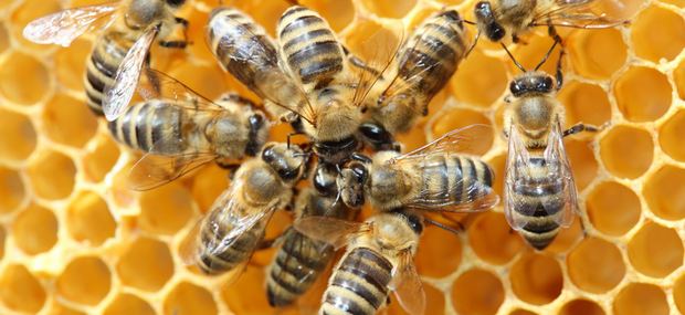 Specialized Intelligence