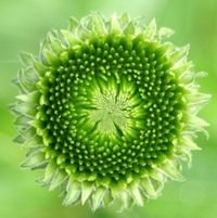 The Golden Ratio in Nature - Adolf Zeising