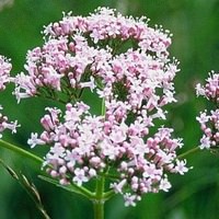 Valerian