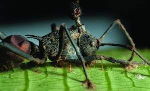 A Zombie Ant Infected with Cordyceps (Credit: Pennsylvania University)