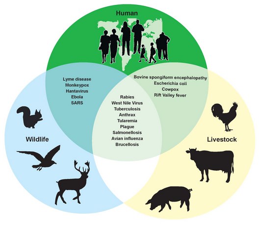 Zoonoses